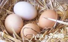 Yumurta: En ucuz kaliteli protein kaynağı