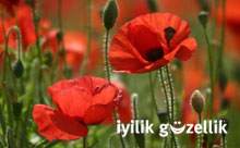 Bir sihrin masalı otlar