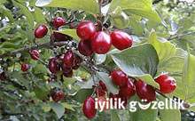 Yaz meyveleriyle gençlik kürü