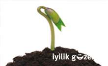 Türkiye tohum gen bankası açılıyor