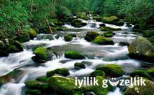 Dereleri soyk�r�mdan kurtaracak karar