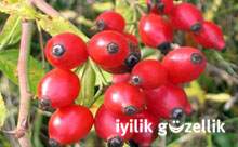 Bitki%20�aylar�ndaki%20�ifa!
