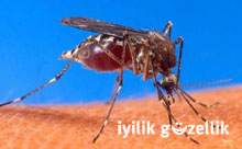Sivrisineklerden GDO'lu aşı devri!