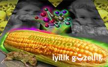 GDO devi Monsanto'yu ülkeden kovdu