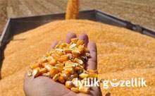Mersin'de 400 ton GDO'lu mısır unu