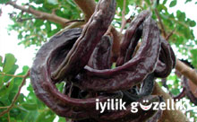 5000 y�ll�k do�al ila�: Ke�iboynuzu