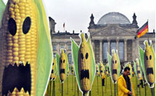 GDO'lu mısır Almanya'da yasaklandı