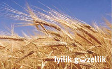TMO'nun depoları GDO'lu buğday doluymuş