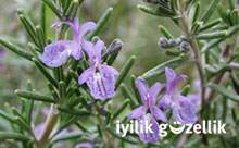 Bu bitki hazımsızlığın düşmanı