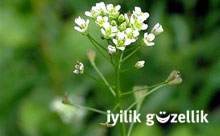 Kanamalara karşı çobançantası