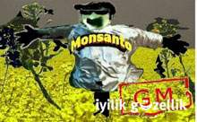 Monsanto'dan büyük itiraf: Genetik kaçış mümkün!