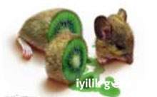 GDO'lara eleştirel bakış!